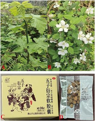 Bioactive components, pharmacological effects, and drug development of traditional herbal medicine Rubus chingii Hu (Fu-Pen-Zi)
